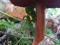 Cortinarius aurantiobasis