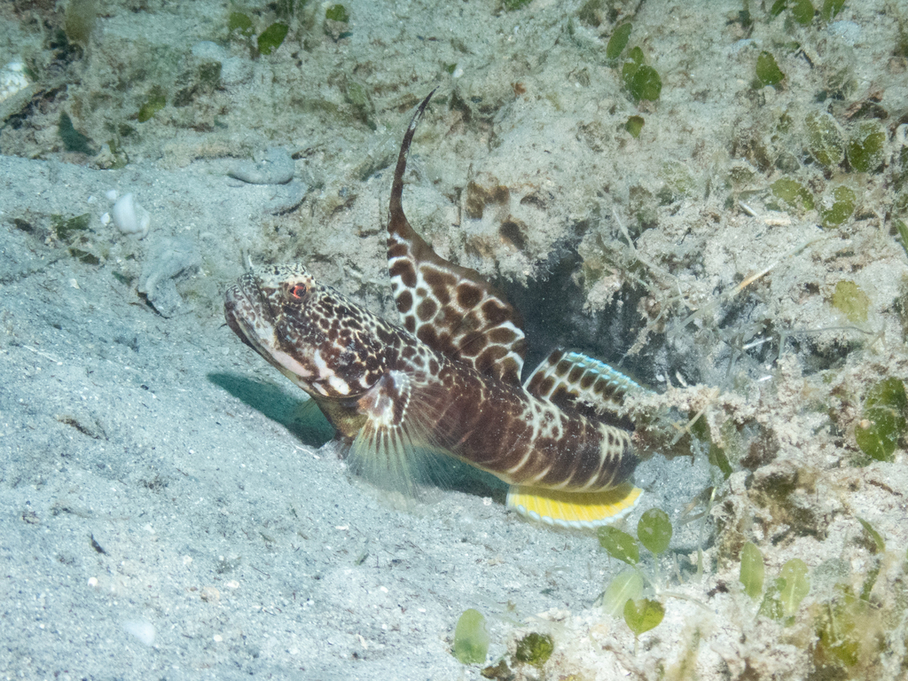 Smith's Shrimpgoby
