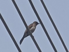 Pycnonotus barbatus