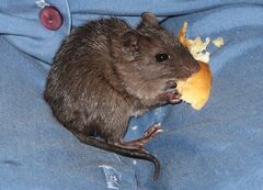 Short-Tailed Spiny-Rat photo 5