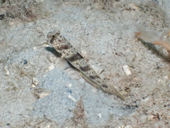 Ocellated Shrimpgoby photo 3