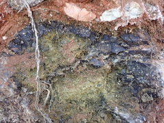 Hydropunctaria maura