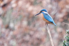 Alcedo atthis