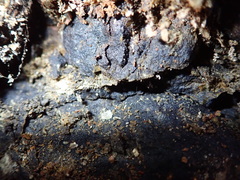 Hydropunctaria maura