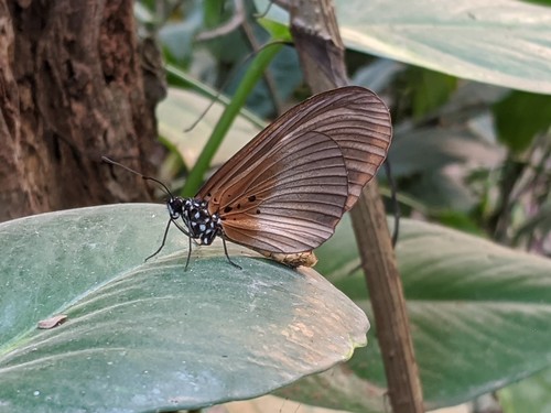 Acraea umbra