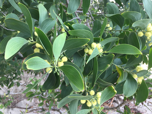 Acacia oraria observed 2025-12-26