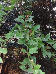 Ercilla syncarpellata