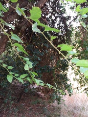 Ercilla syncarpellata