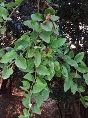 Ercilla syncarpellata