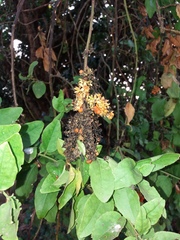 Ercilla syncarpellata