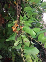 Ercilla syncarpellata