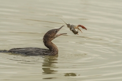 Pygmy Cormorant photo 5