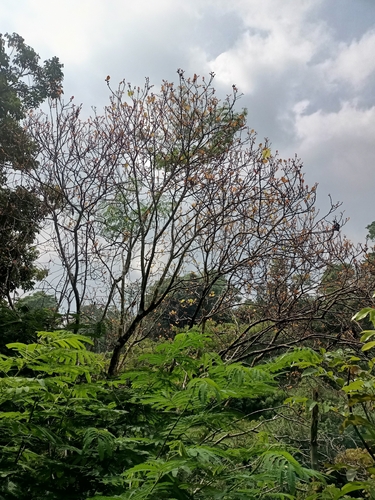 Ficus fulva observed 2025-12-26