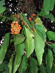Ercilla syncarpellata