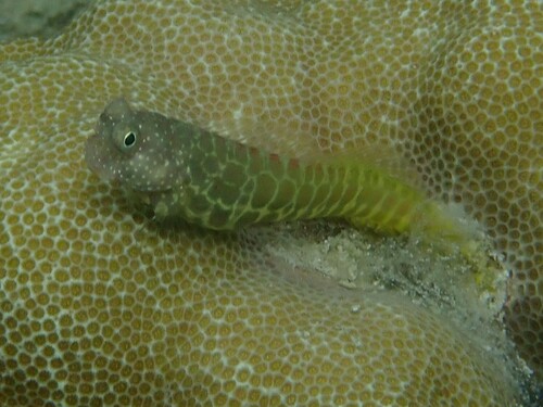 Segmented blenny (Salarias segmentatus) — Blenniidae — 2