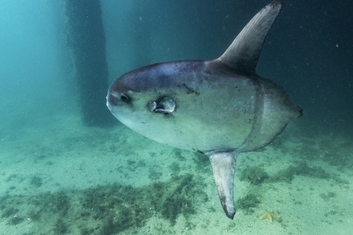 Photo of Sharptail mola (Masturus lanceolatus)