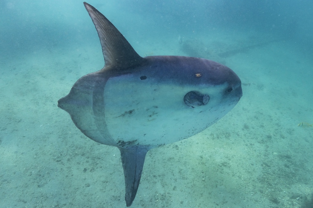 Sharptail Mola