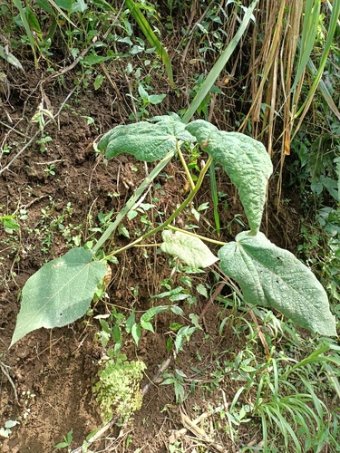 Ficus fulva observed 2025-12-26