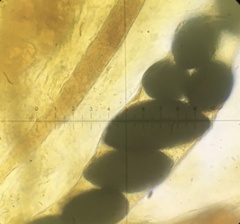 Arnium cirriferum