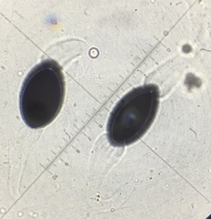 Arnium cirriferum