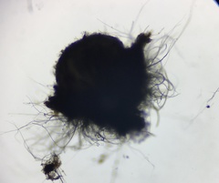 Arnium cirriferum