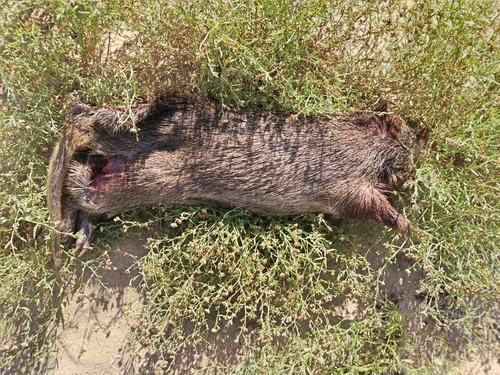 Greater Cane Rat