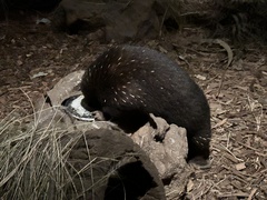 Eastern Long-Beaked Echidna photo 2