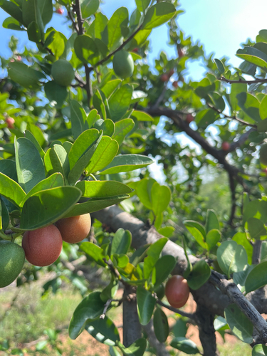 smooth sourplum (Ximenia afra)