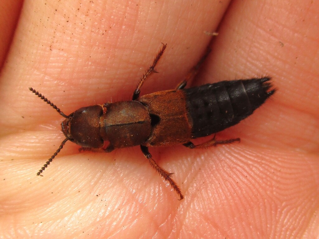 Chitocompsus erythrocnemus