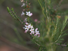 Epacris pulchella