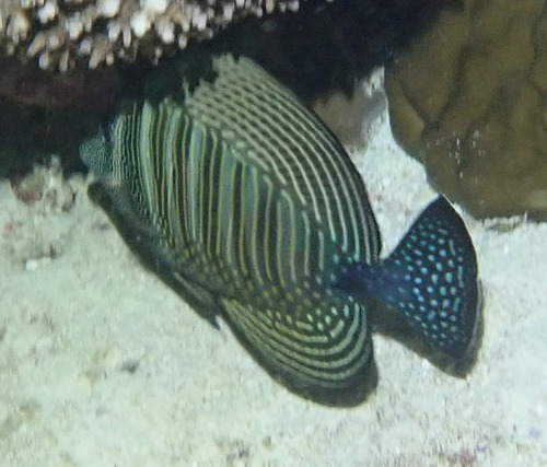 Photo of Sailfin tang (Zebrasoma desjardinii)