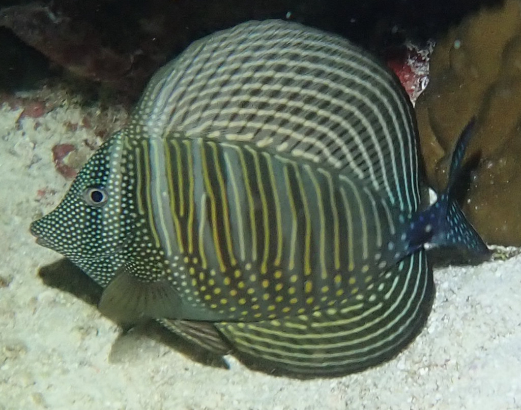 Photo of Sailfin tang (Zebrasoma desjardinii)