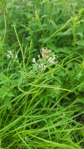 Singleleaf Spindlepod