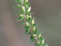 Epacris pulchella