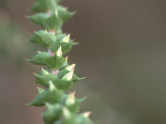 Epacris pulchella