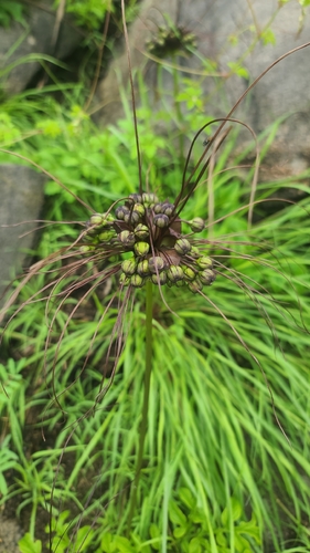 Polynesian Arrowroot
