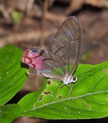 Cithaerias cliftoni