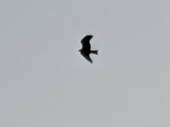 Milvus migrans