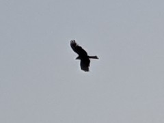 Milvus migrans