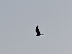 Milvus migrans