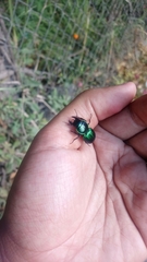 Pasimachus subangulatus