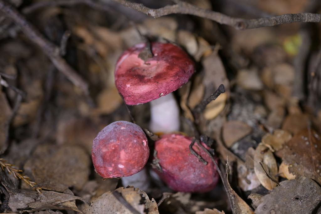Russula kermesina · December 2025 · photo: © christopherstephens (iNaturalist, cc-by)
