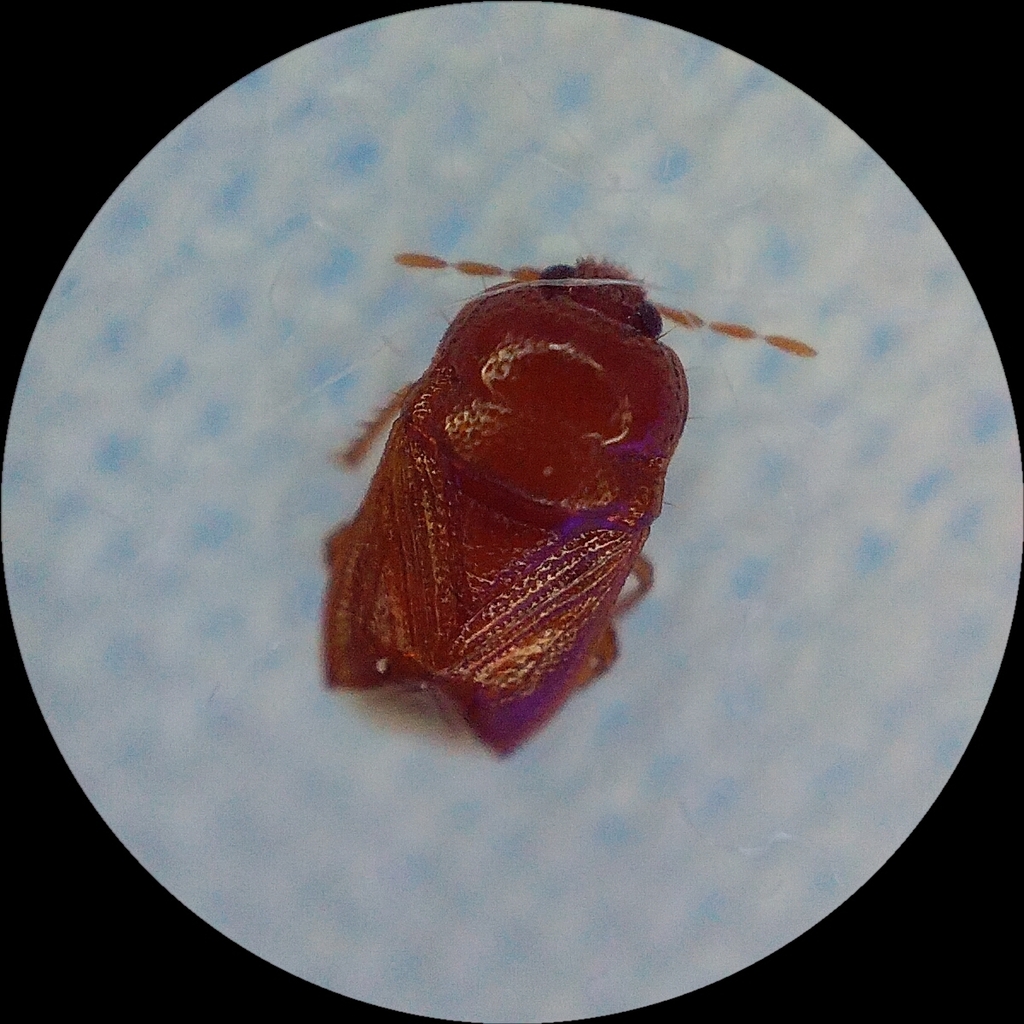 Amnestus basidentatus