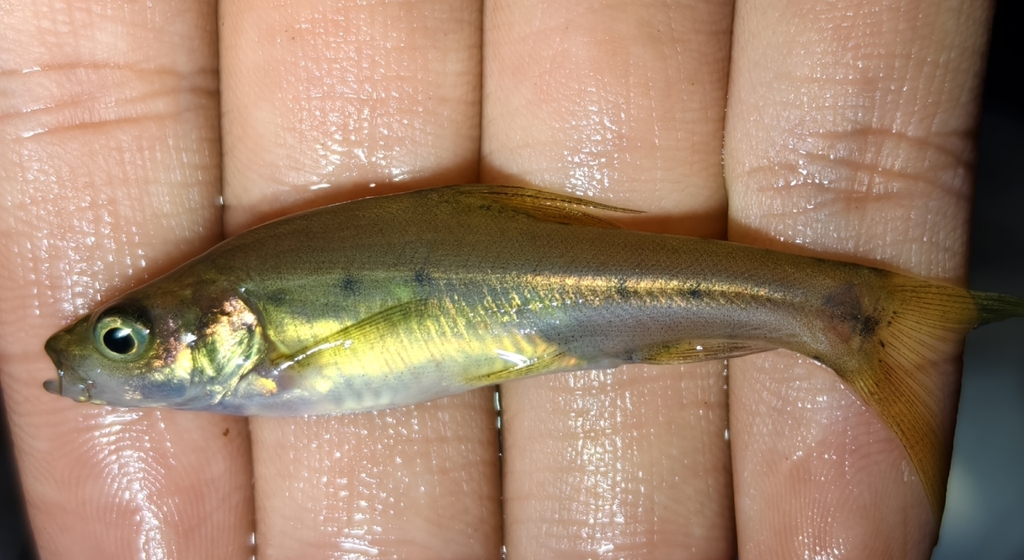 Sinocyclocheilus yishanensis