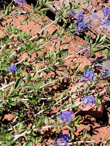 Lemmon's Ceanothus (Ceanothus lemmonii)