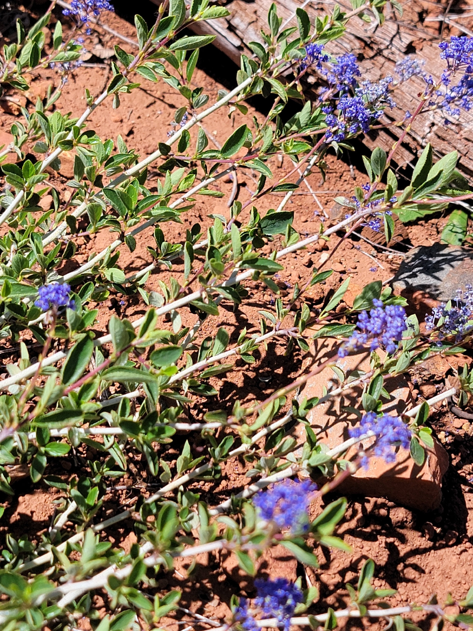 Lemmon's Ceanothus (Ceanothus lemmonii)