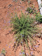 Ceanothus lemmonii, photograph (c) Colin J Pryor, some rights reserved (CC BY)