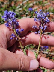 Ceanothus lemmonii, photograph (c) Colin J Pryor, some rights reserved (CC BY)