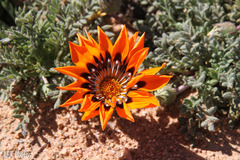 Gazania leiopoda