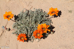 Gazania leiopoda